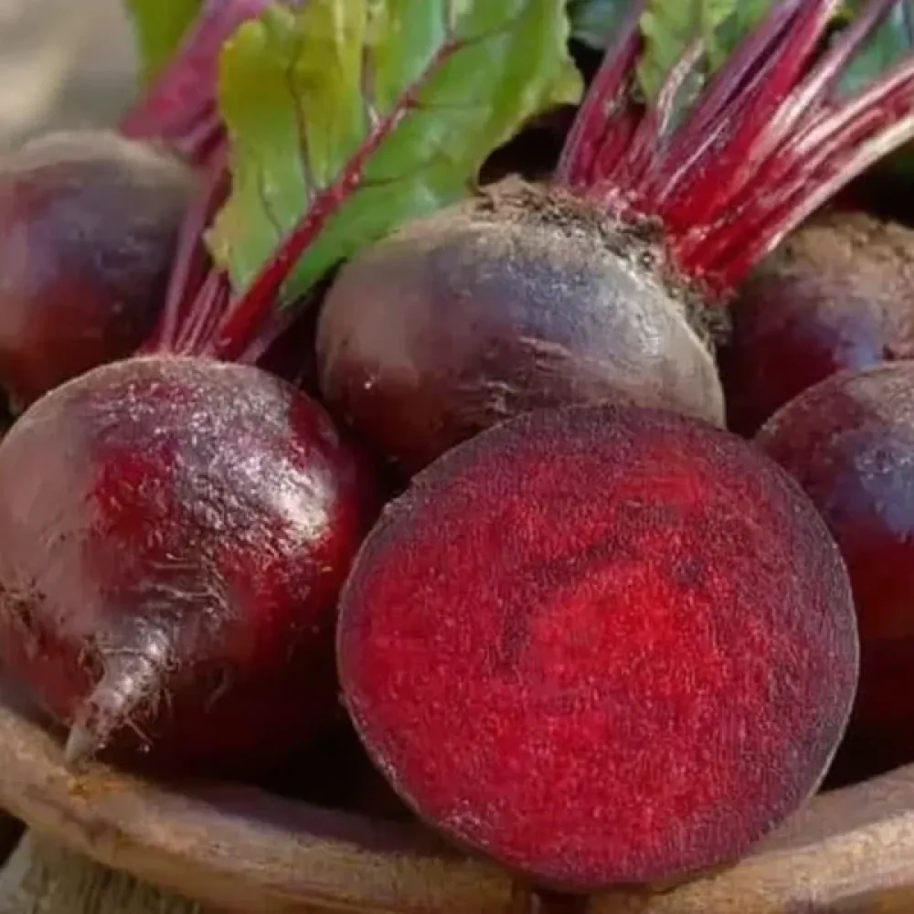 Punajuuri 'Egyptian'