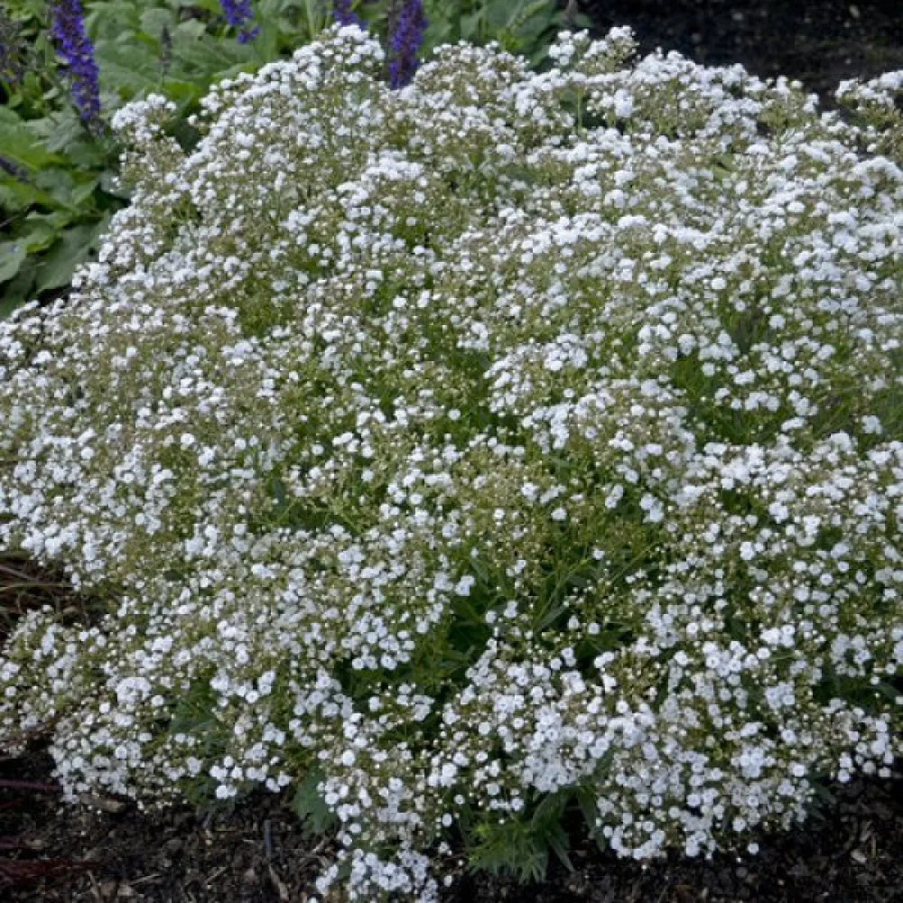 Morsiusharso 'Snowflake', valkoinen