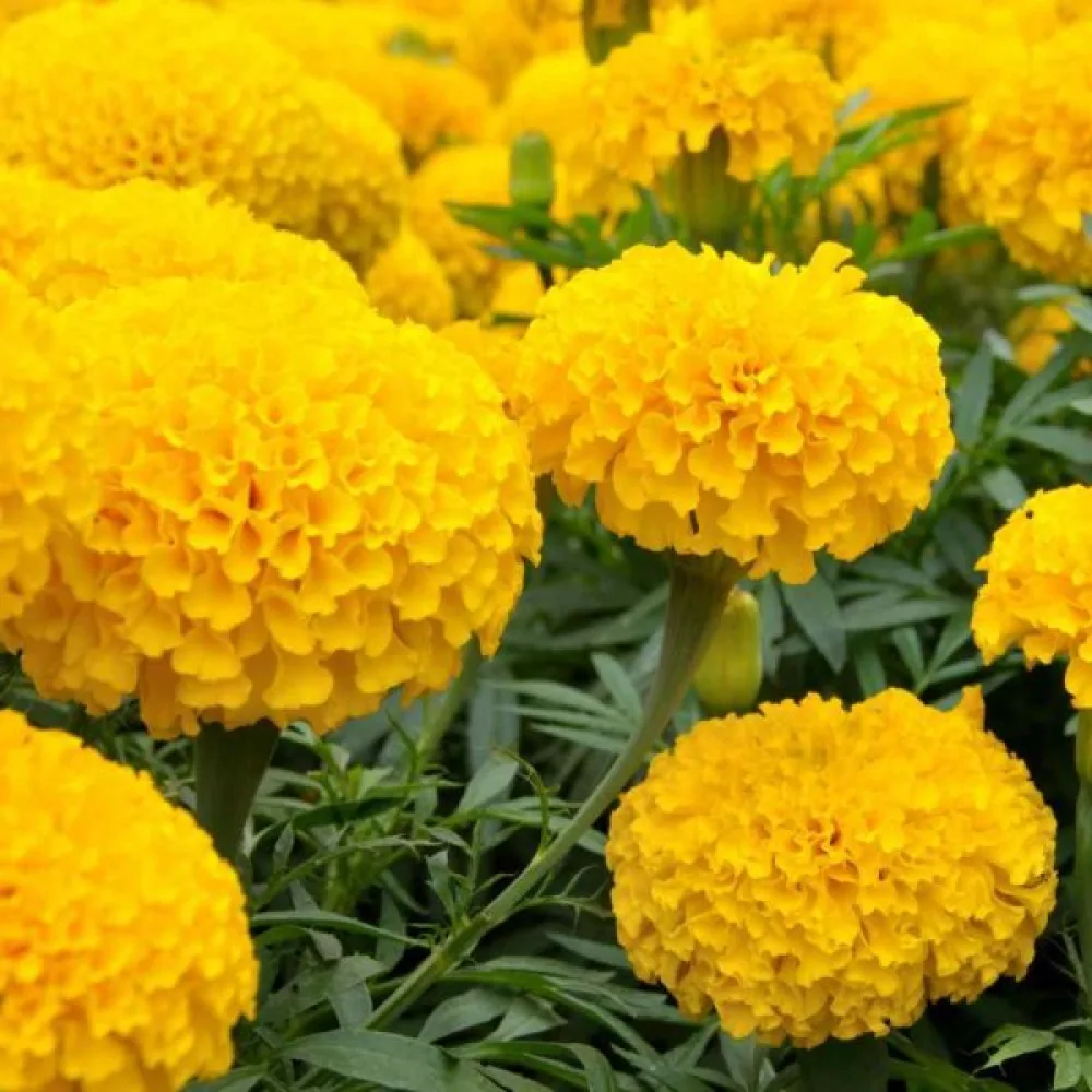 Kookossamettikukka 'Sierra Yellow'