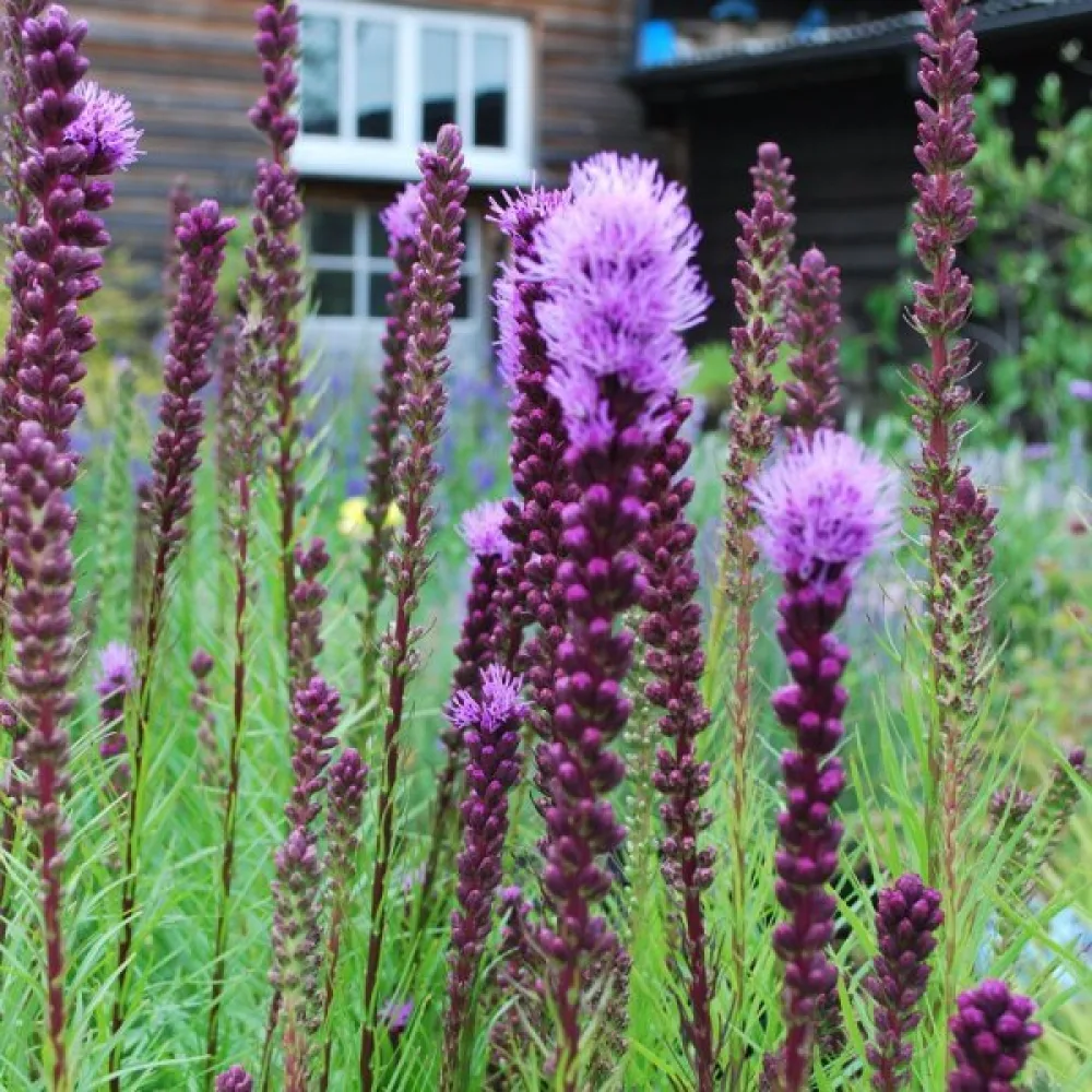 Tähkäkimikki Liatris spicata – roosanvioletti