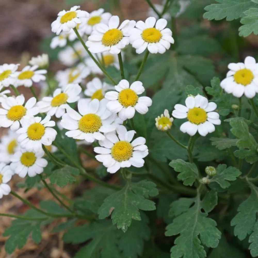 Reunuspäivänkakkara Tanacetum parthenium