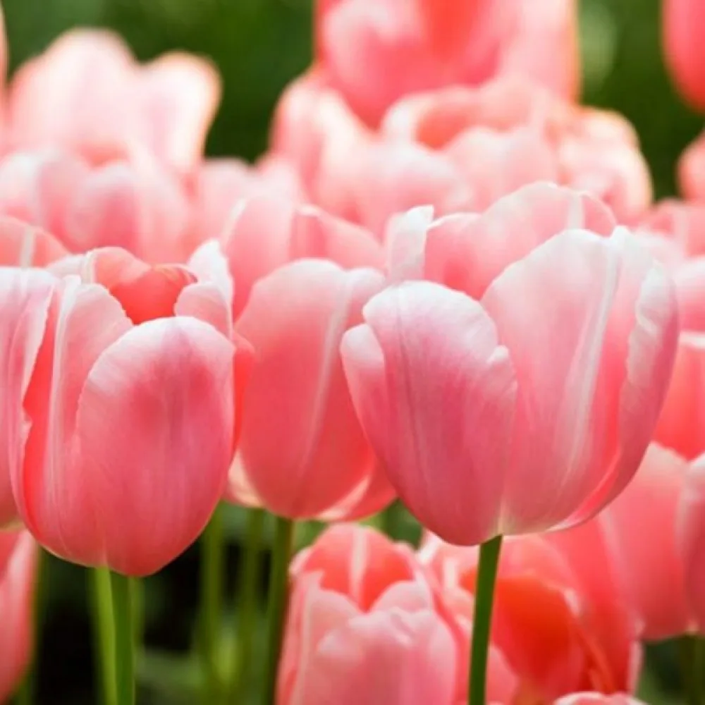 Tulppaani 'Menton'