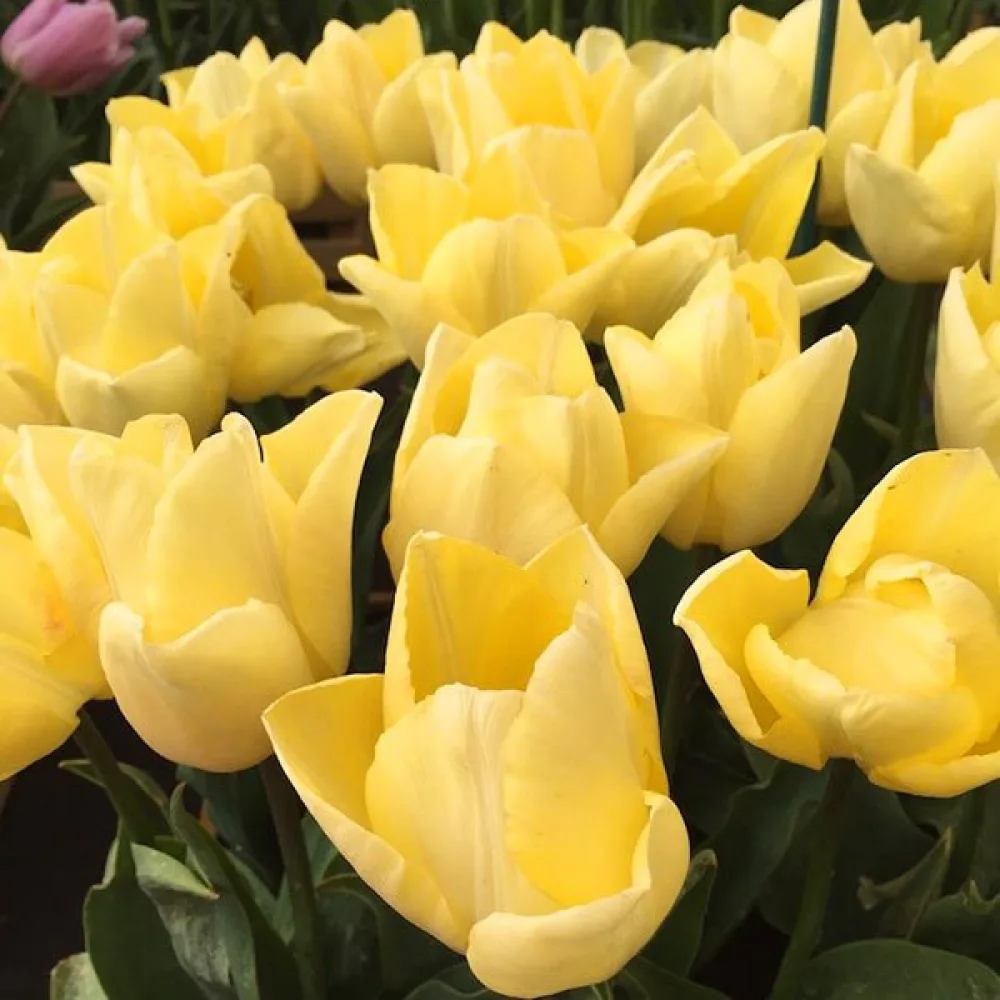 Tulppaani 'Sunny prince'