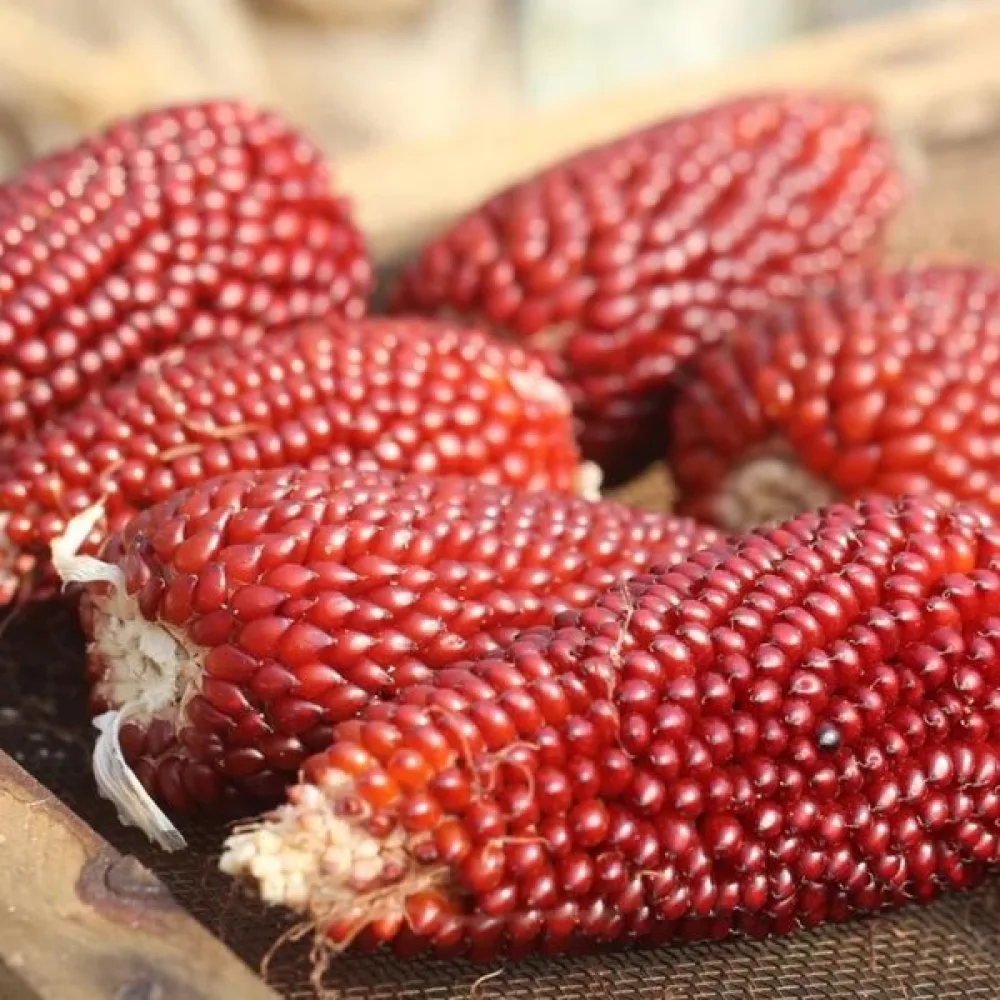 Koristemaissi 'Strawberry Corn'