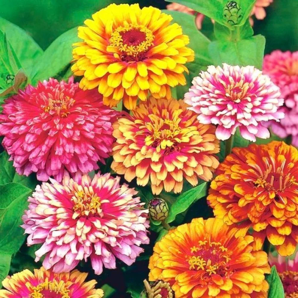 Tsinnia 'Caroussel' (sekoitus)