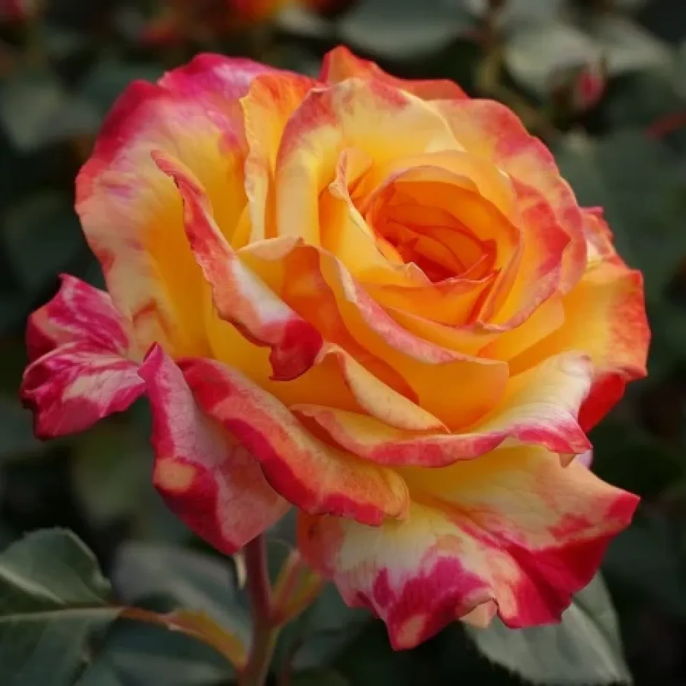 Ruusu 'Golden Orange Whirlwind' – paljasjuurinen