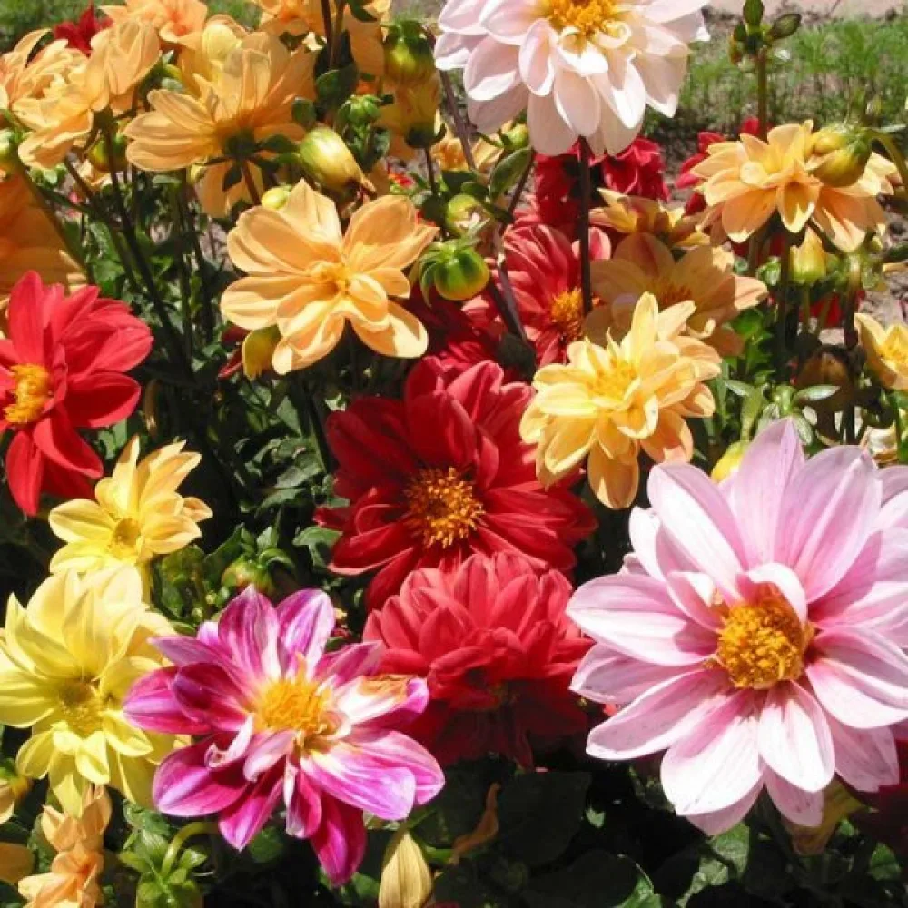 Matala daalia 'Bedding' – sekoitus