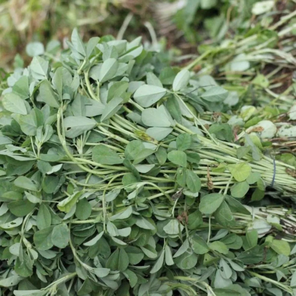 Sarviapila Trigonella foenum-graecum