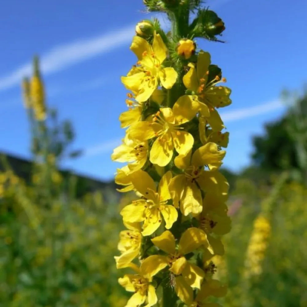 Verijuuri Agrimonia eupatoria