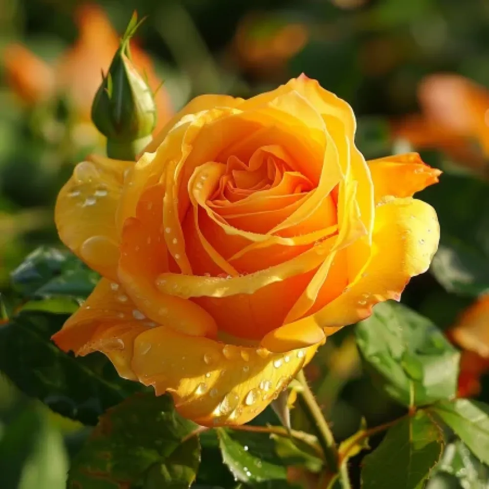 Ruusu 'Lemon Charm' – paljasjuurinen