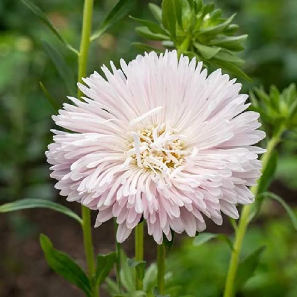 Kesäasteri 'Apollonia' – omenankukka
