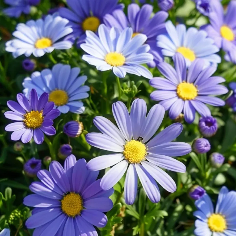 Brachyscome 'Blue Splendour'