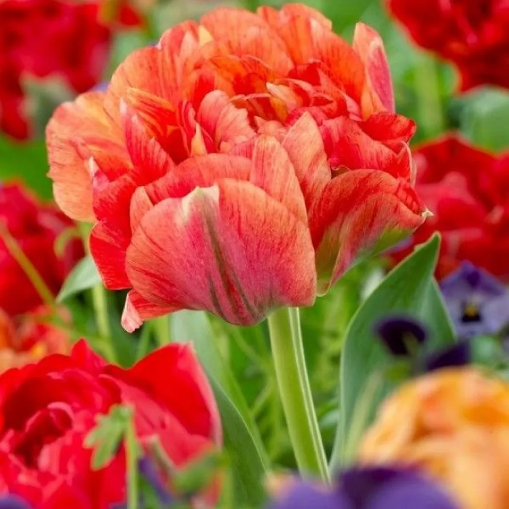 Tulppaani 'Gudoshnik Double'