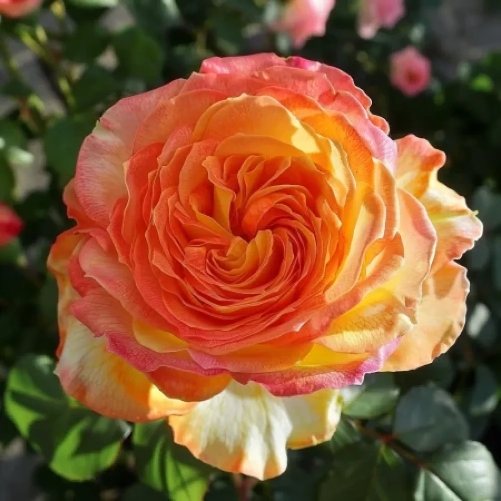 Ruusu 'Mango Glow' – paljasjuurinen