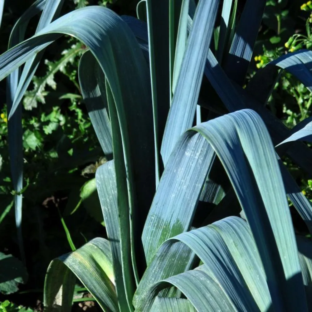 Purjo 'Blaugrüner Winter'