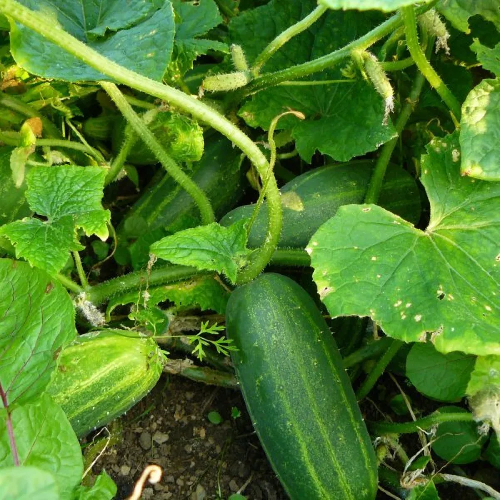 Avomaankurkku 'Dar'