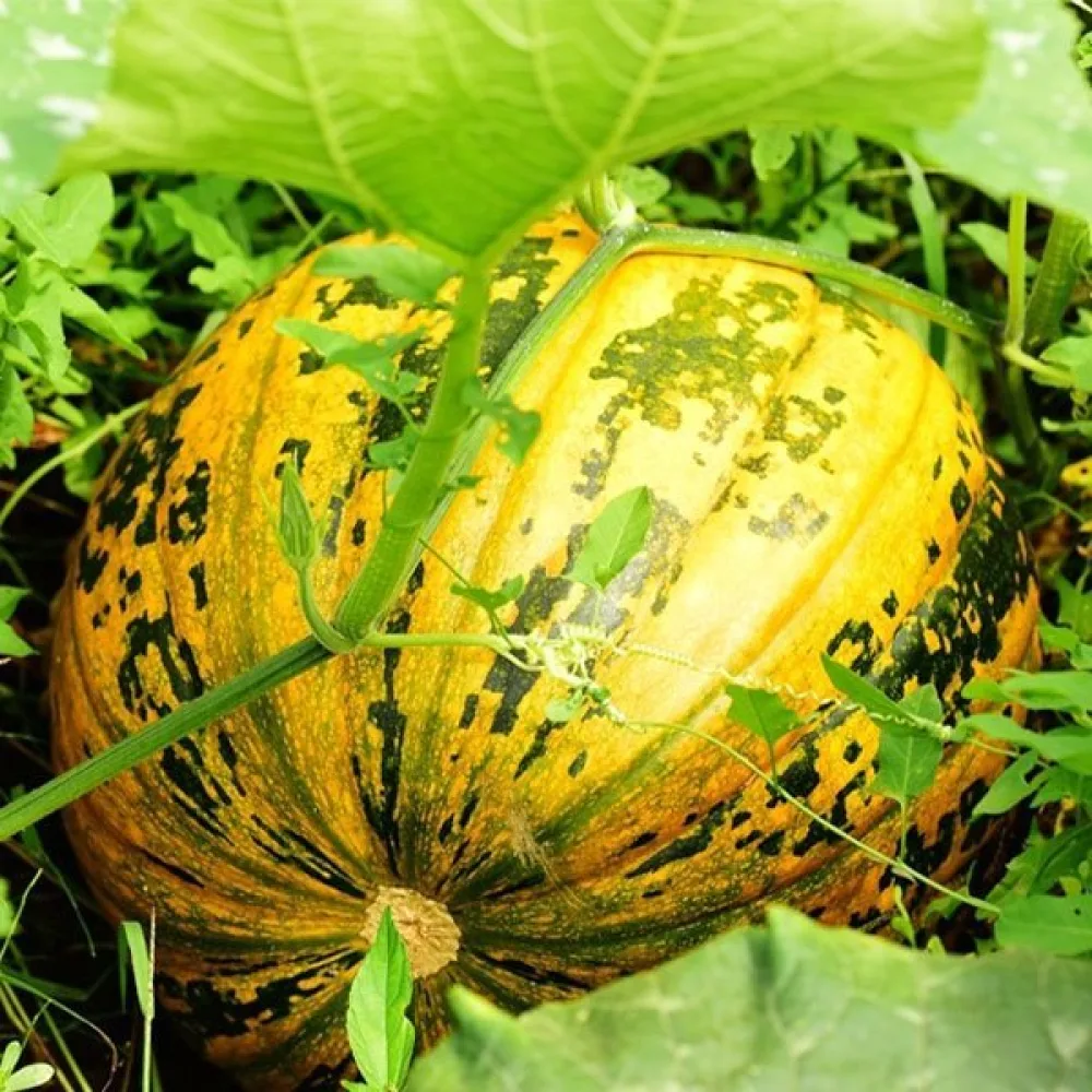 Kuoreton öljykurpitsa 'Junona'
