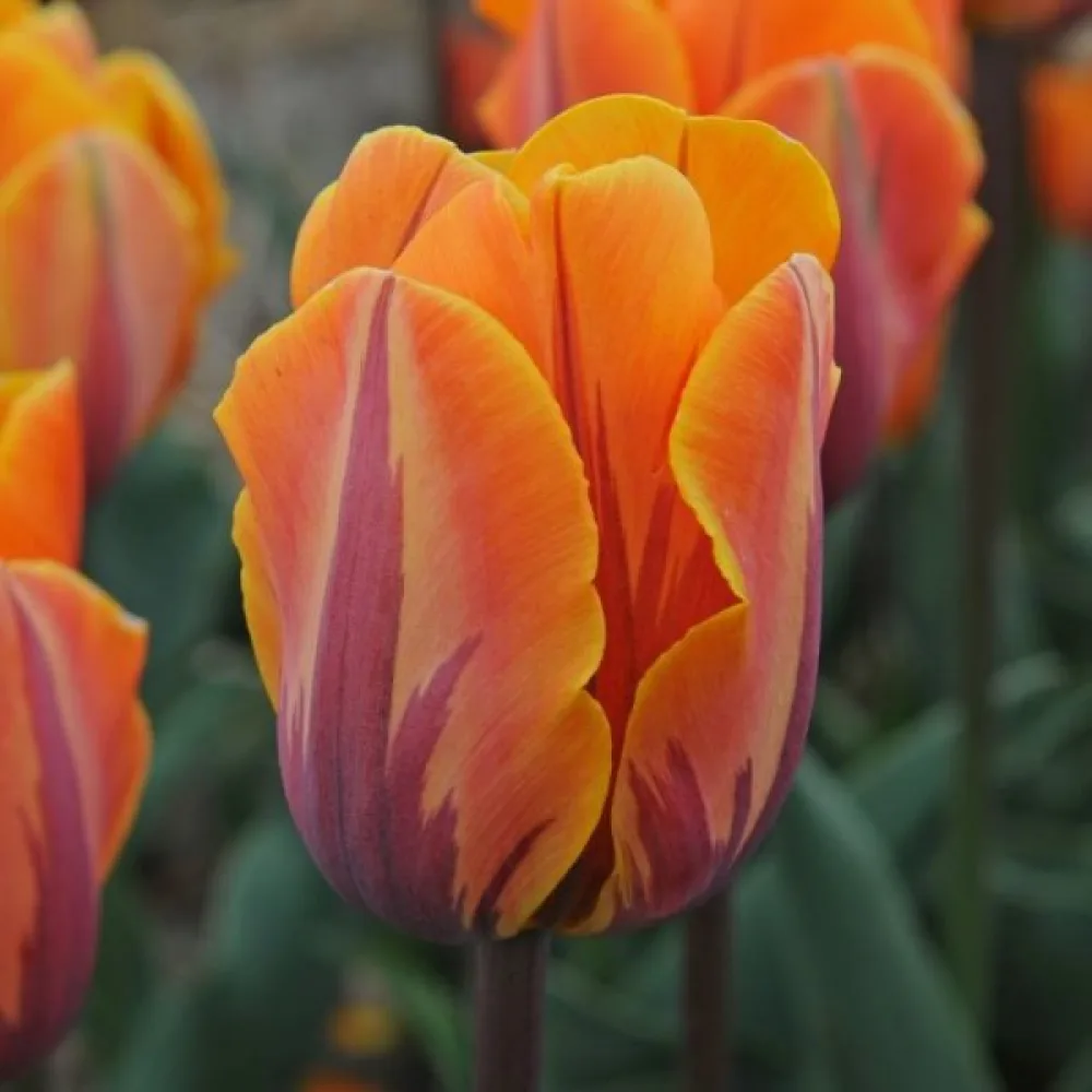 Tulppaani 'Prinses Irene'