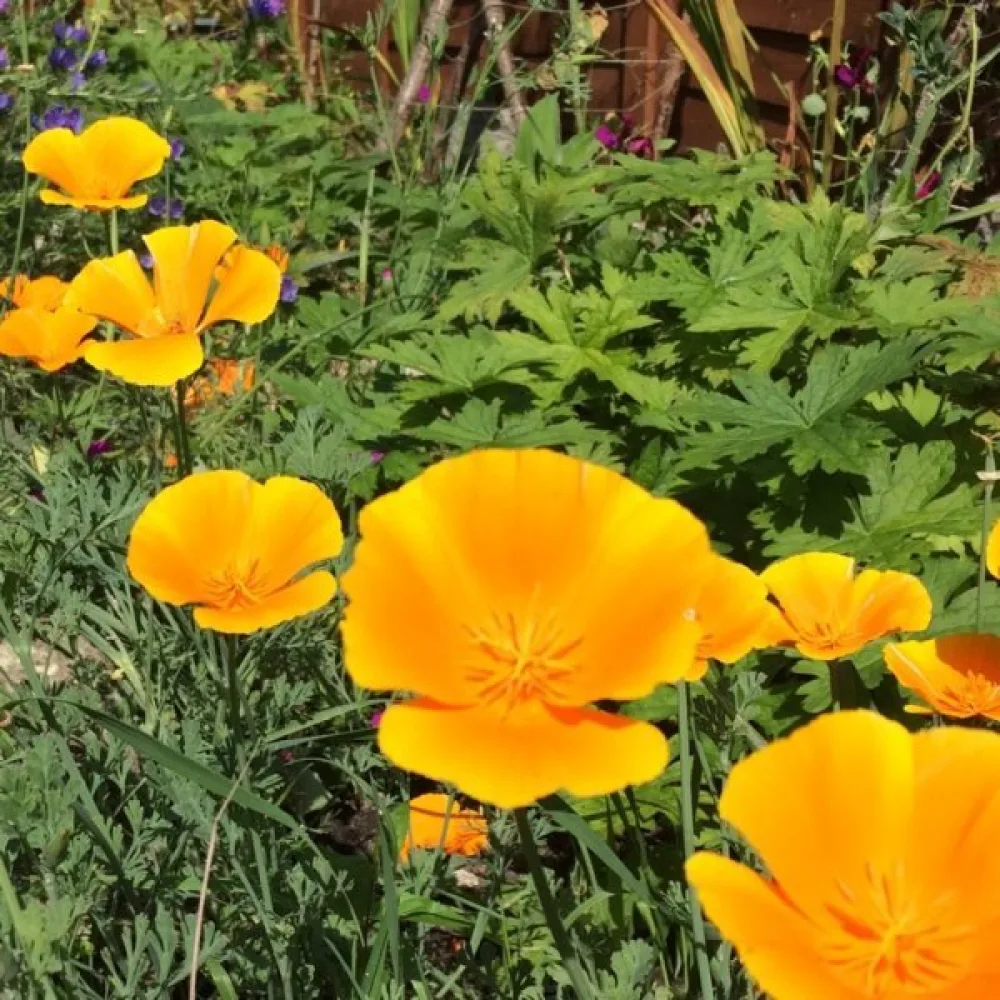 Kaliforniantunikko 'Orange King'