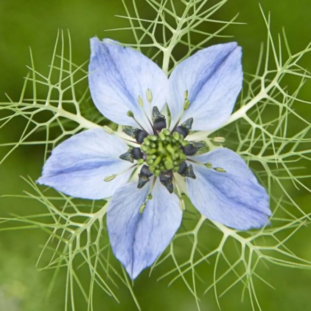 Neidonkukka 'Miss Jekyll Indigo Blue'