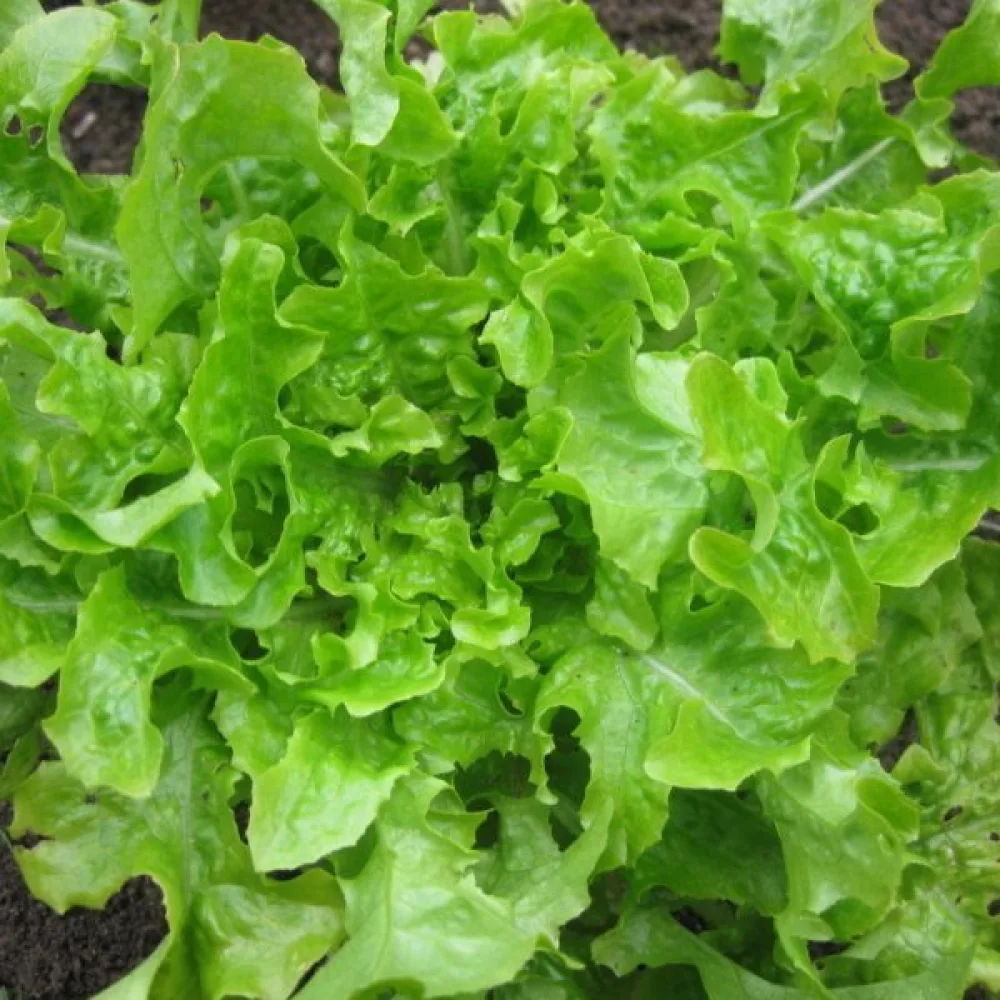 Salaatti 'Salad Bowl'