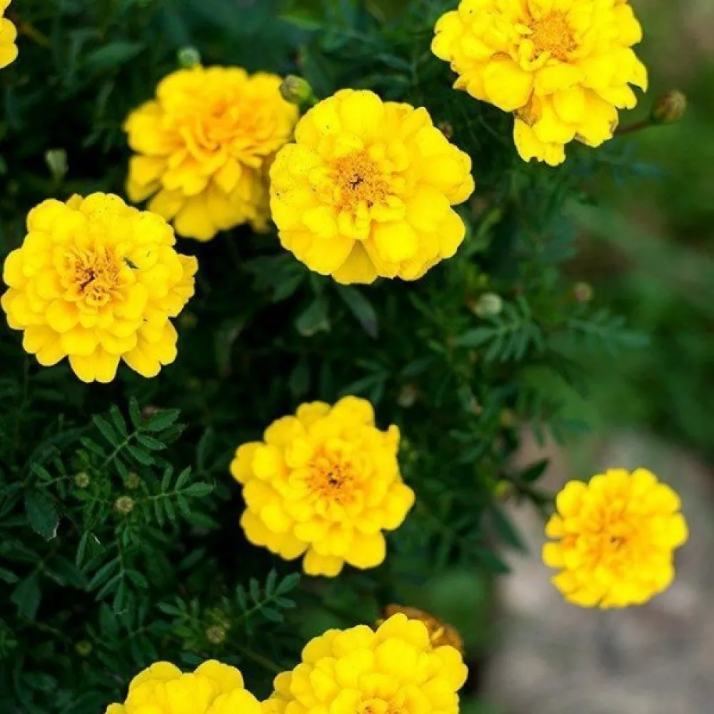 Ruusukesamettikukka 'Boy Golden'
