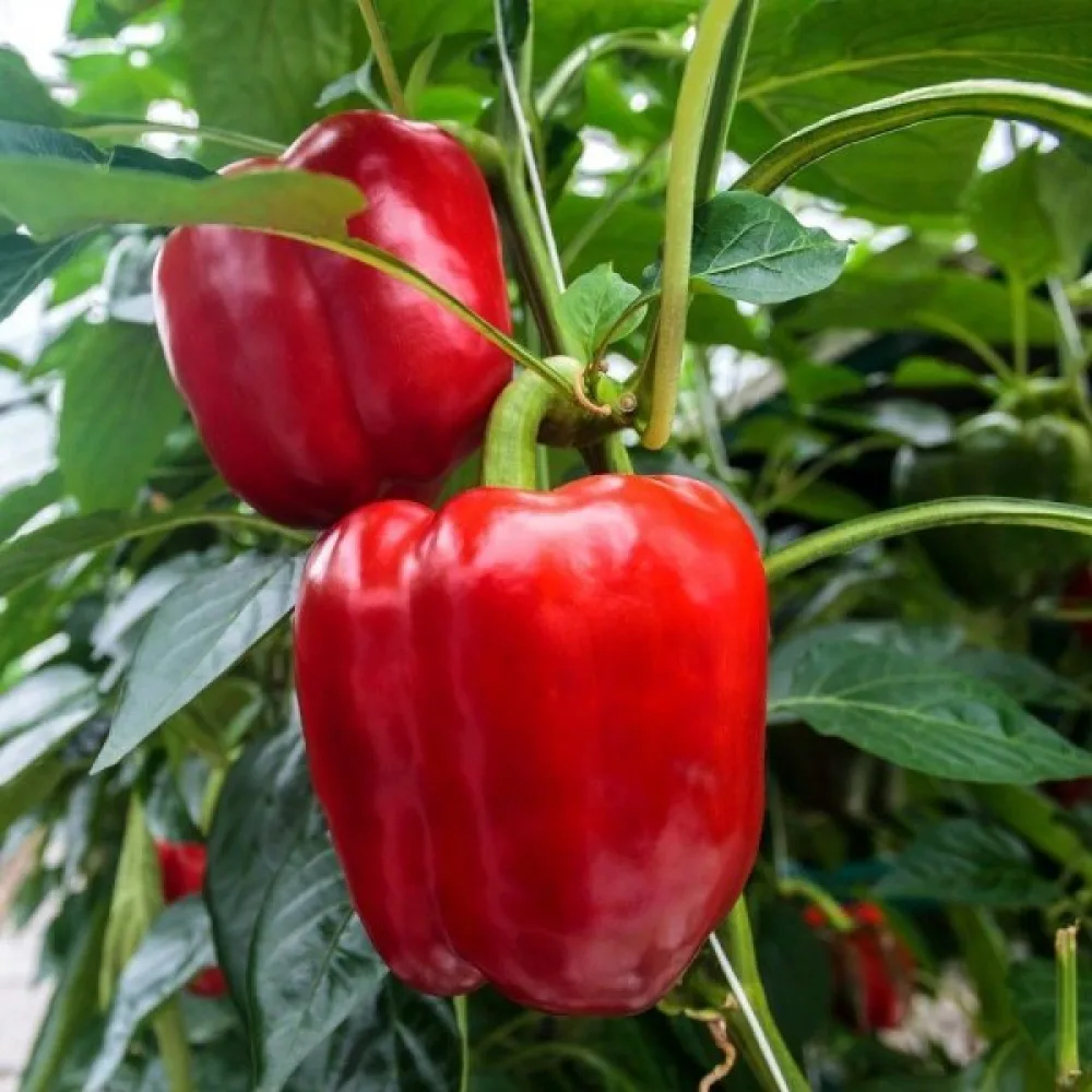 Paprika 'Robertina'