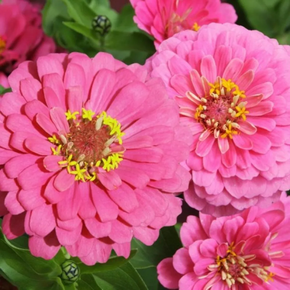 Tsinnia 'Luminosa'