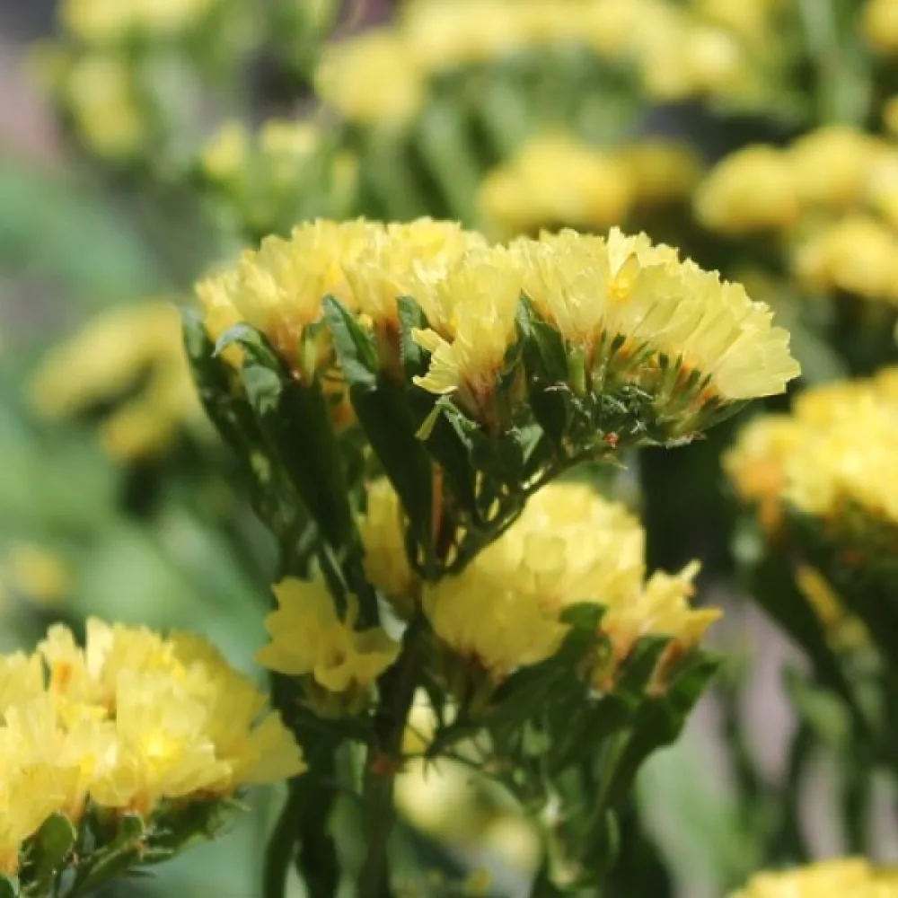 Limonium sinuatum – syvänkeltainen