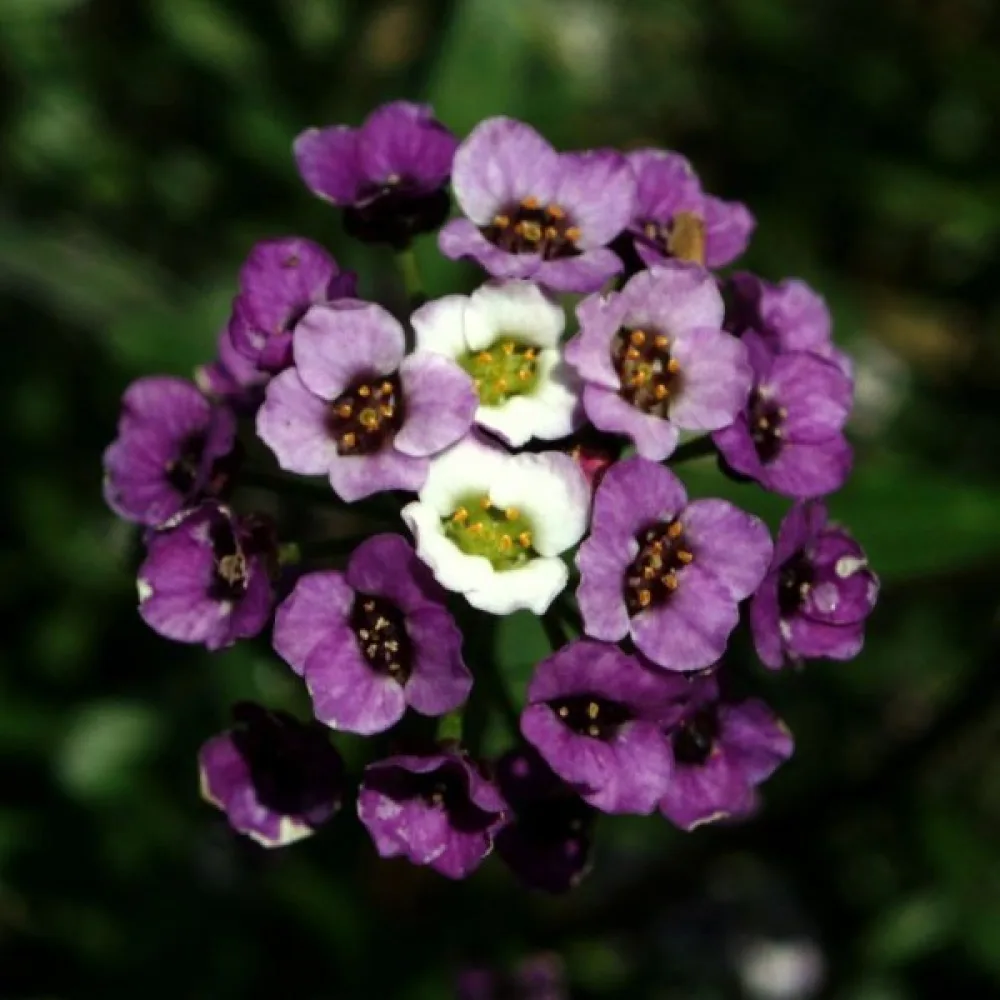 Tuoksukilpiruoho 'Violet Queen'
