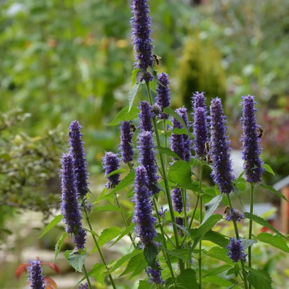 Anisiisoppi Agastache foeniculum