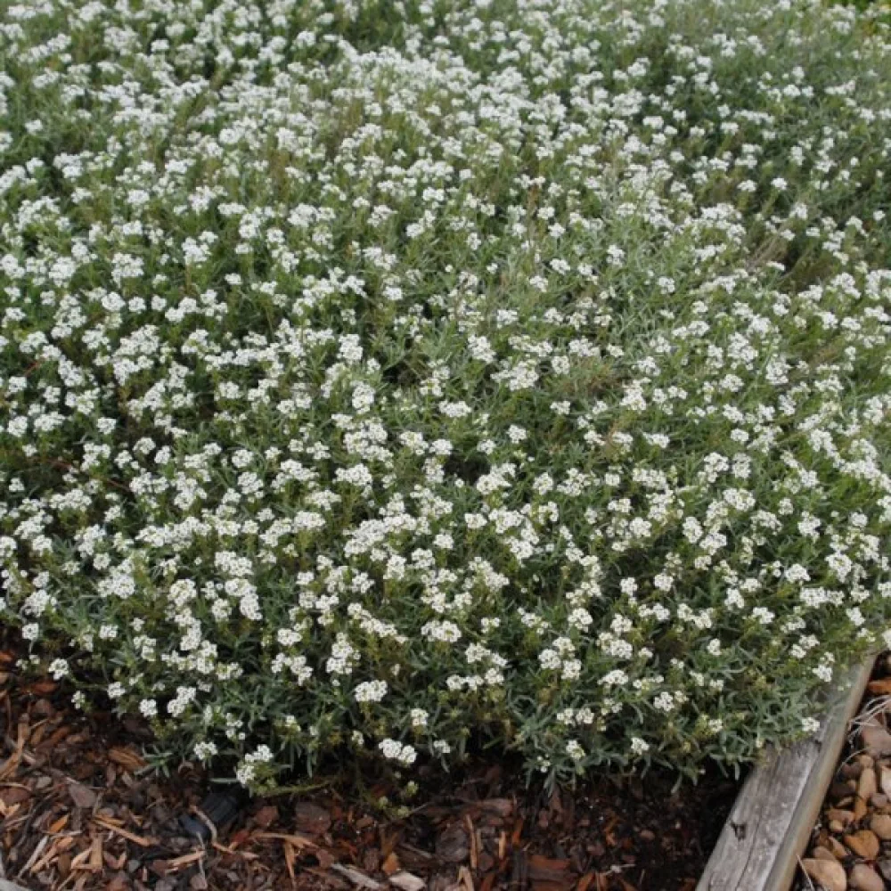 Tuoksukilpiruoho – valkoinen