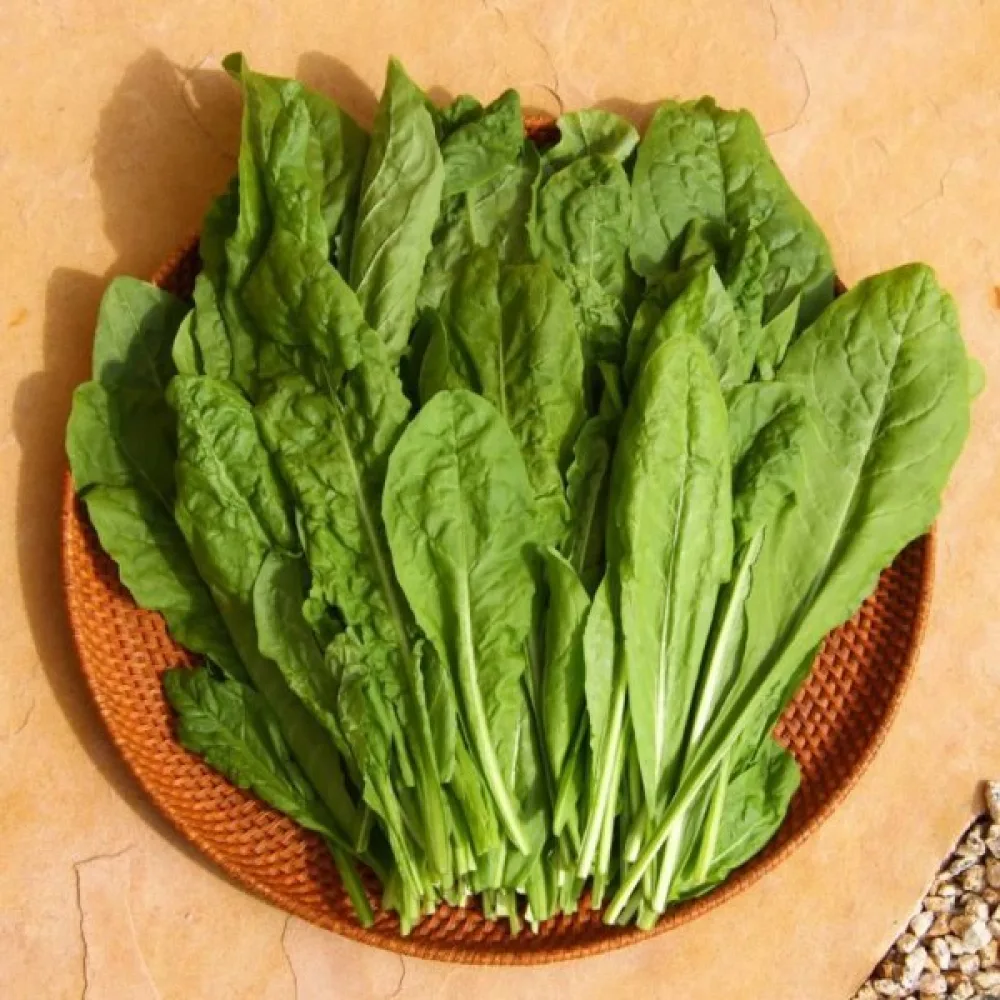 Sikuri 'Spadona'