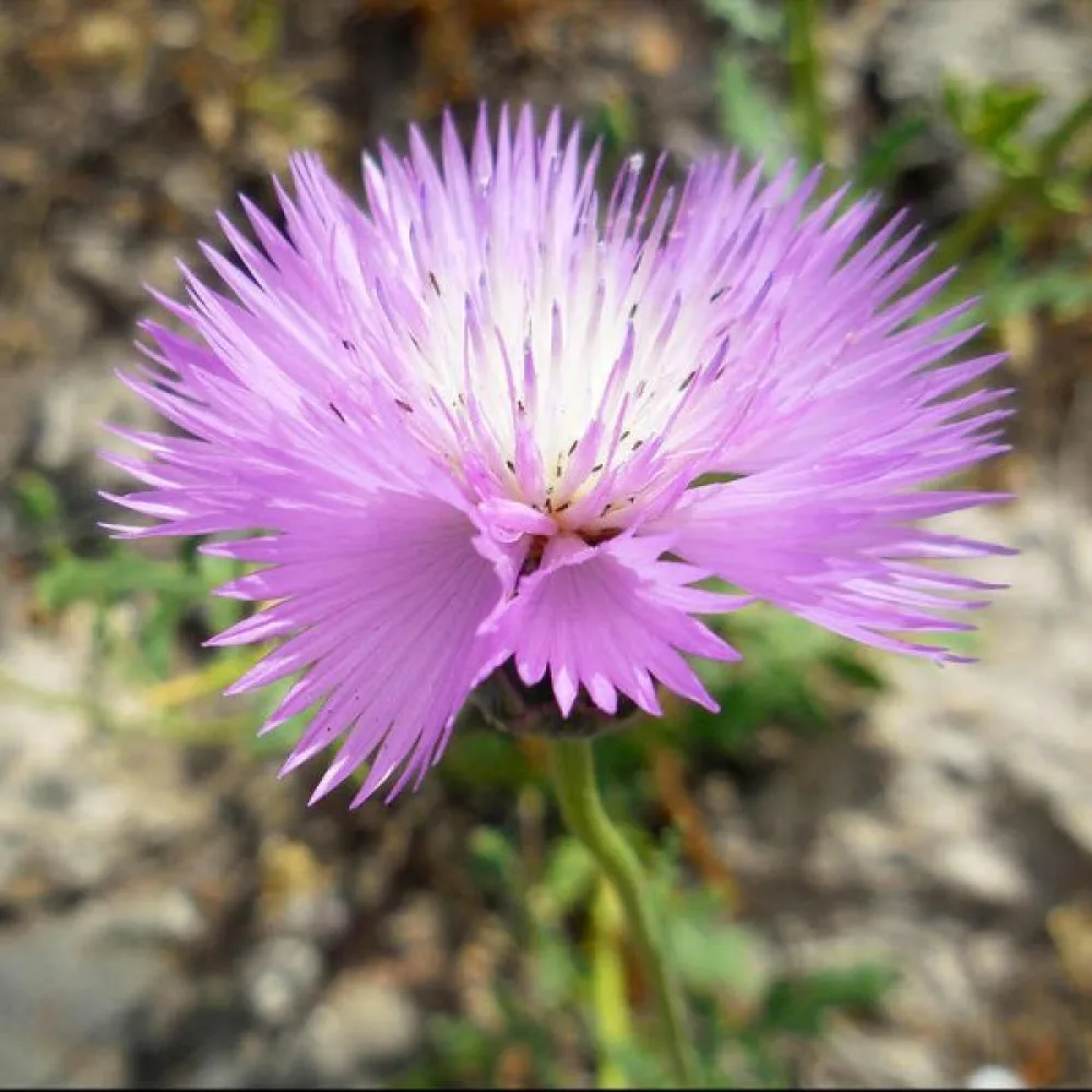 Myskikaunokki 'Graciosa', liila