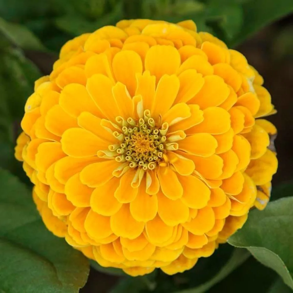 Tsinnia 'Super Yoga Golden Yellow'