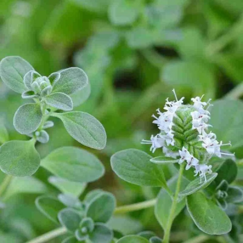 Meirami 'Cuscuta'