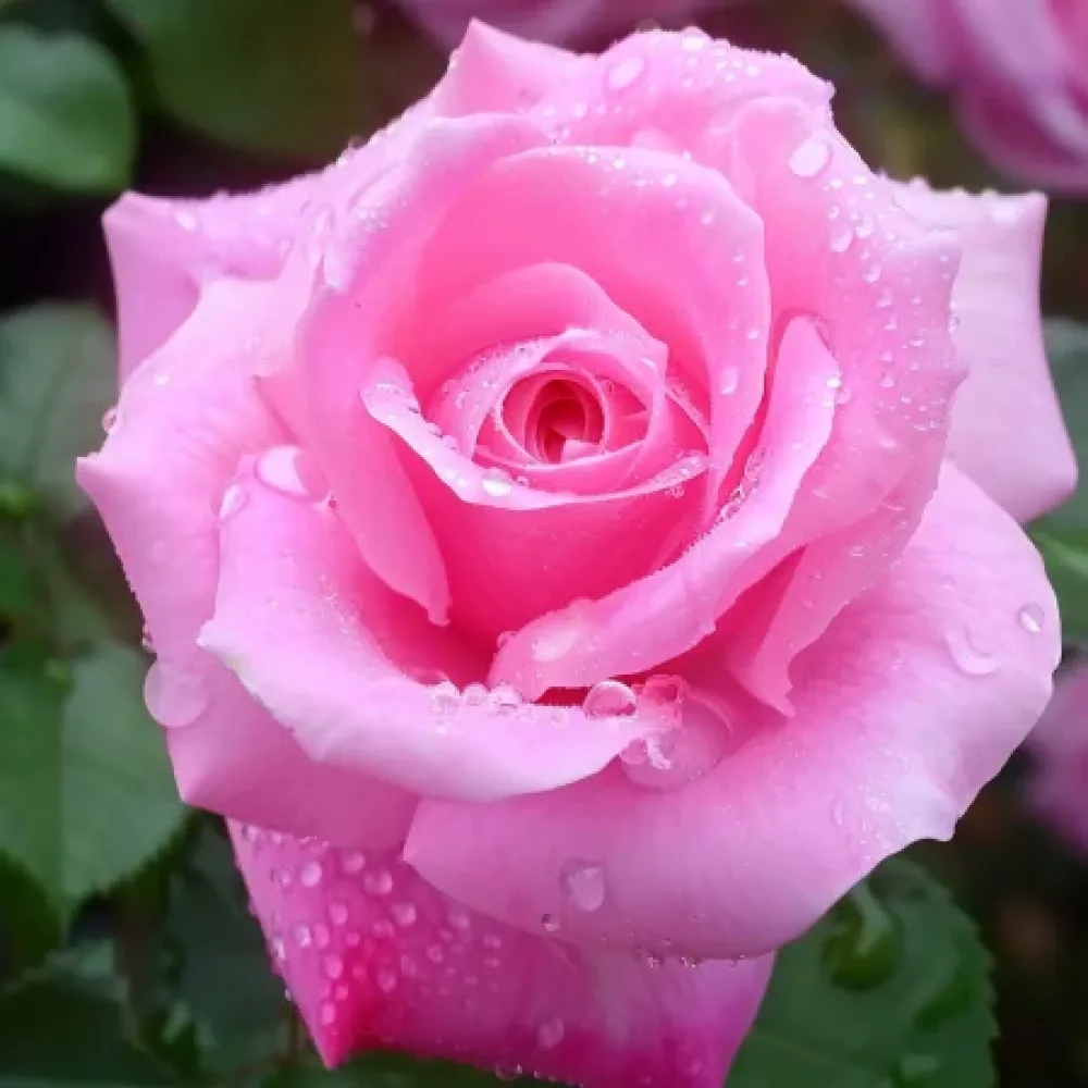 Ruusu 'Dream in Pink' – paljasjuurinen