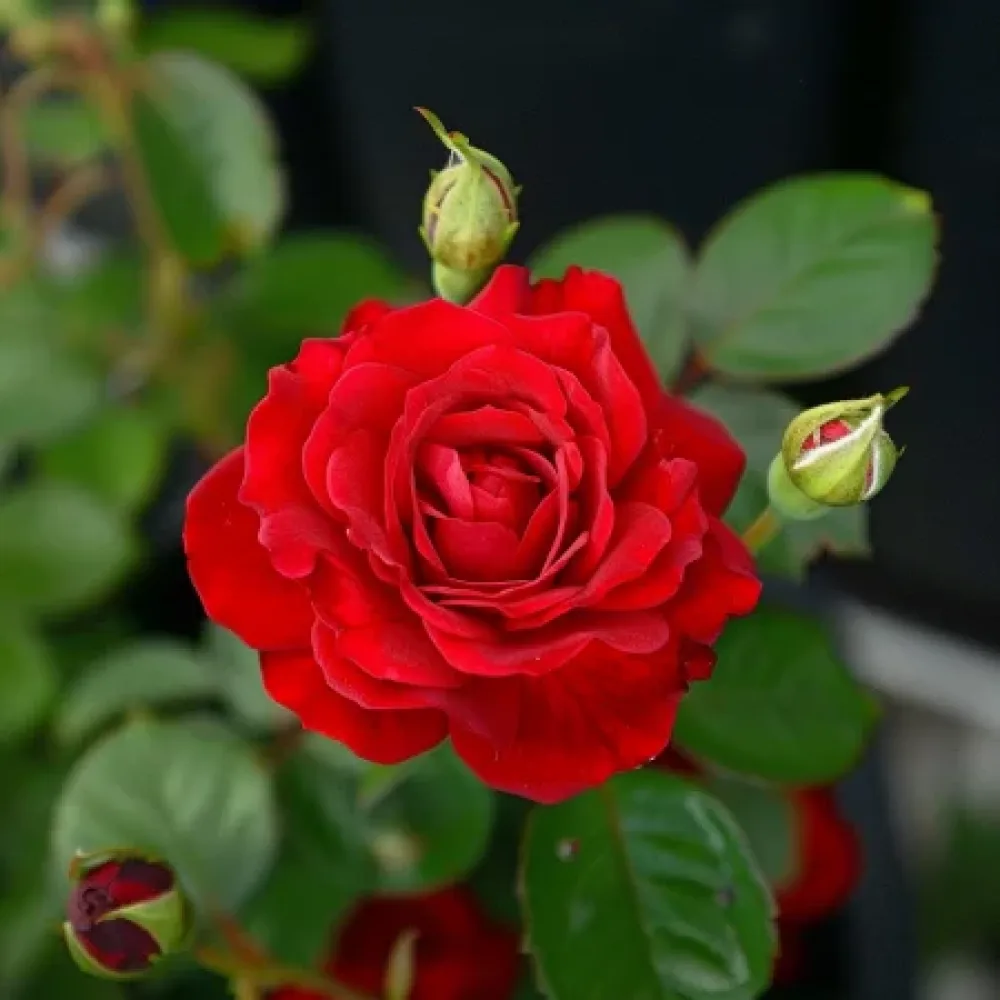 Ruusu 'Red Radiance' – paljasjuurinen