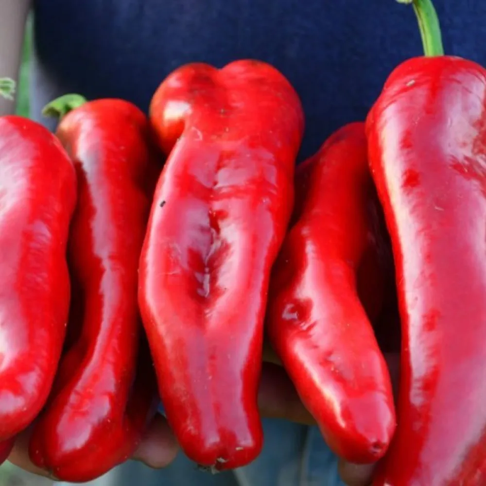 Paprika 'Marconi'