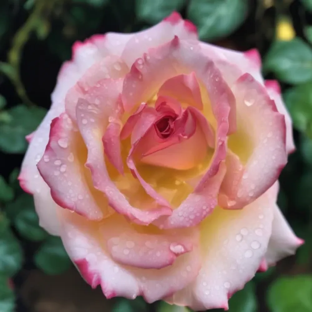 Ruusu 'Retro Glow' – paljasjuurinen