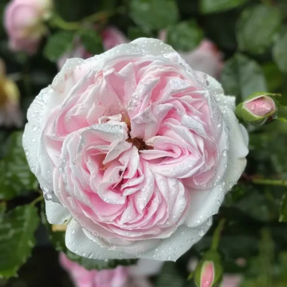 Ruusu 'Silver Pink Glow'
