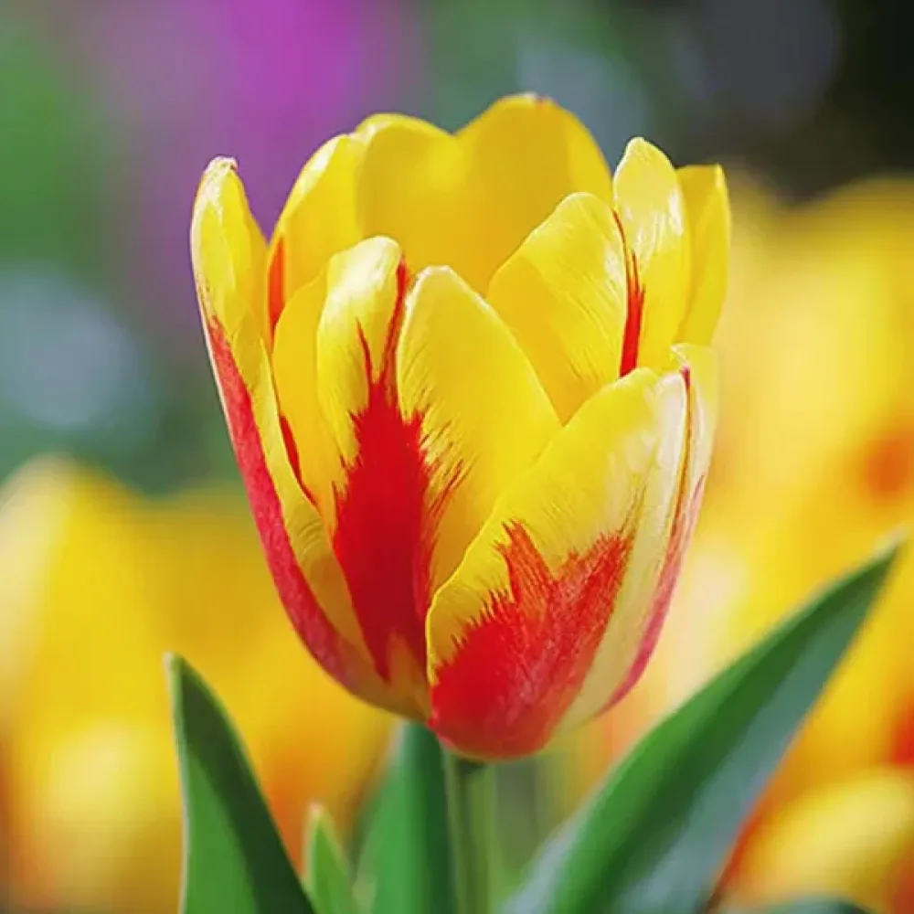 Tulppaani 'Giuseppe Verdi'