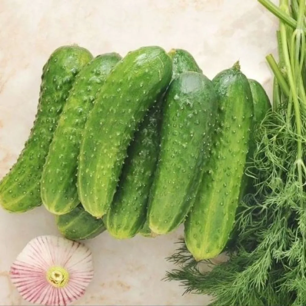 Avomaankurkku 'Krak' F1