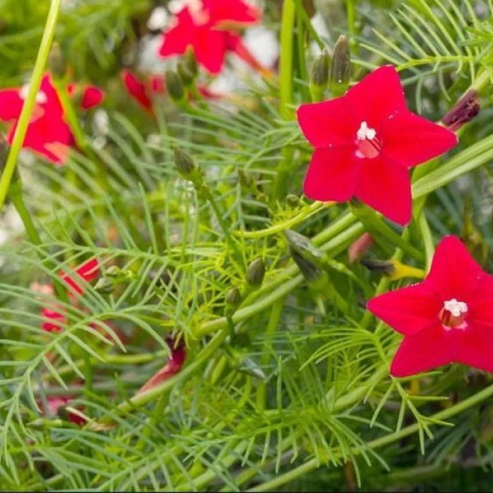 Kardinaaliköynnös 'Cardinal Climber'