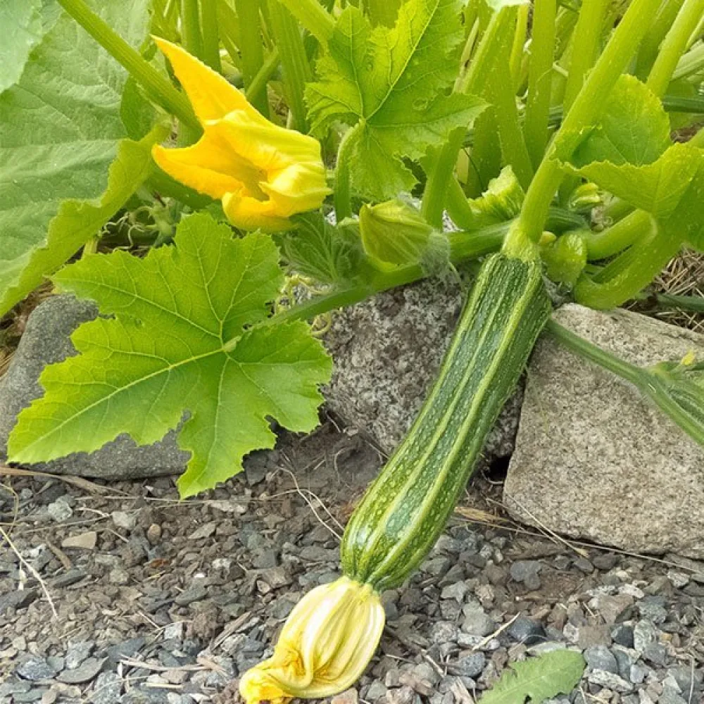 Kesäkurpitsa 'Romanesco'