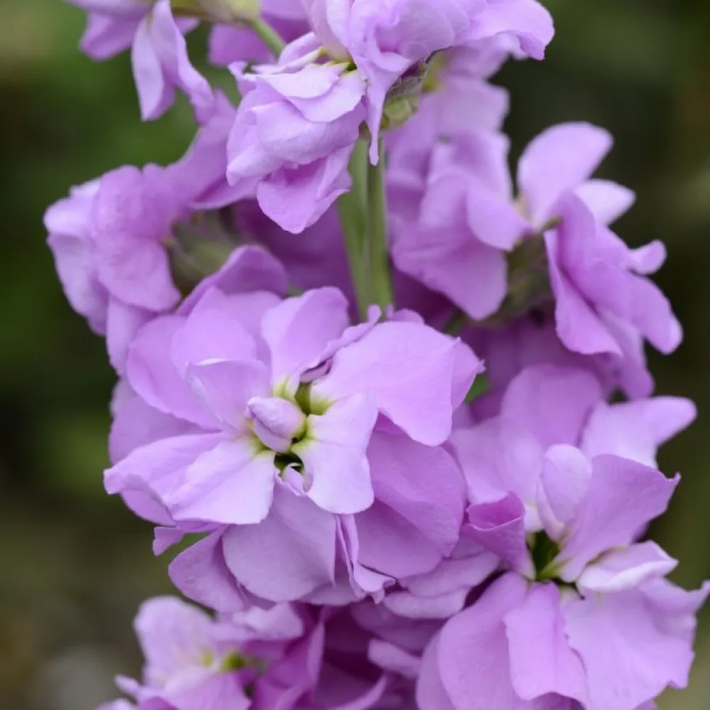 Kesäleukoija 'Exa', liila