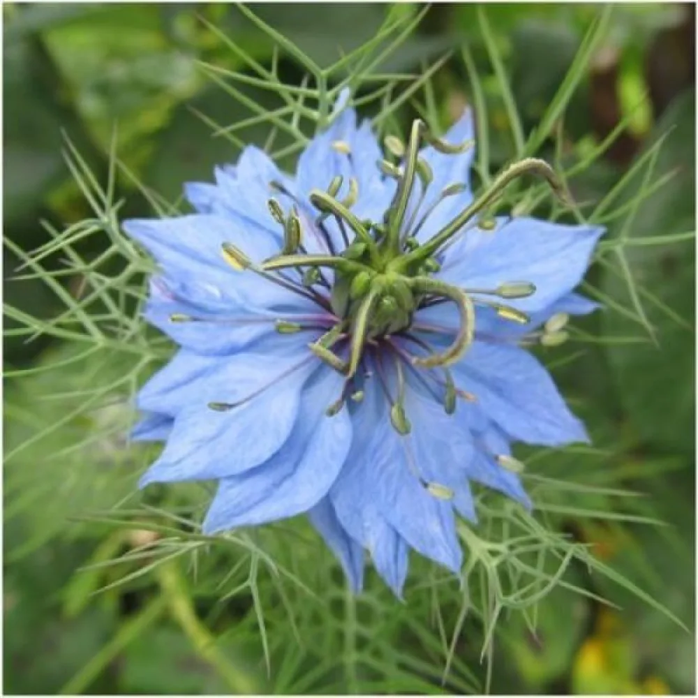 Neidonkukka 'Miss Jekyll' – vaaleansininen