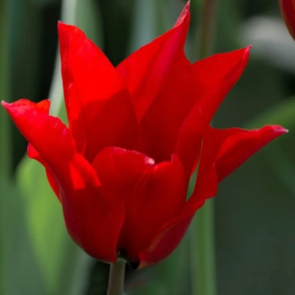 Tulppaani 'Pretty woman'