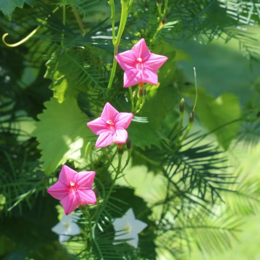 Sypressiköynnös Ipomoea pennata – vaaleanpunainen
