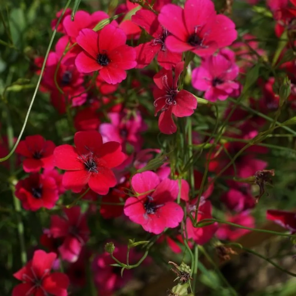 Viskaria 'Dazzling Scarlet'